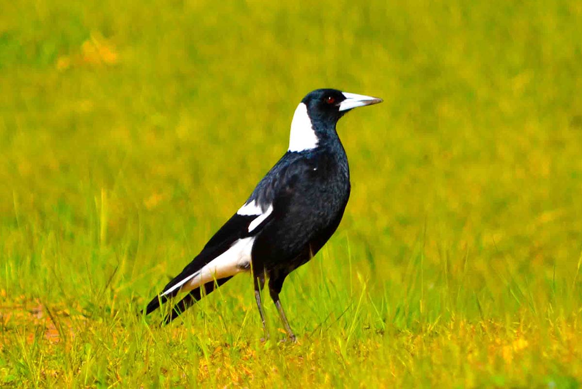 Magpie