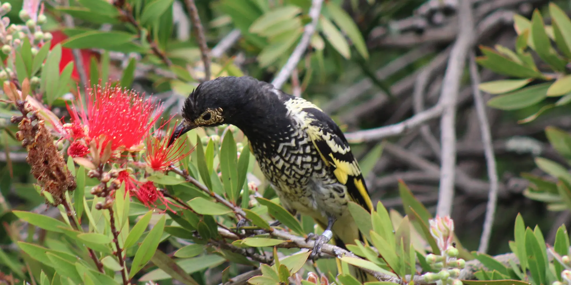 Regent Honeyeater - Head in Bottlebrush